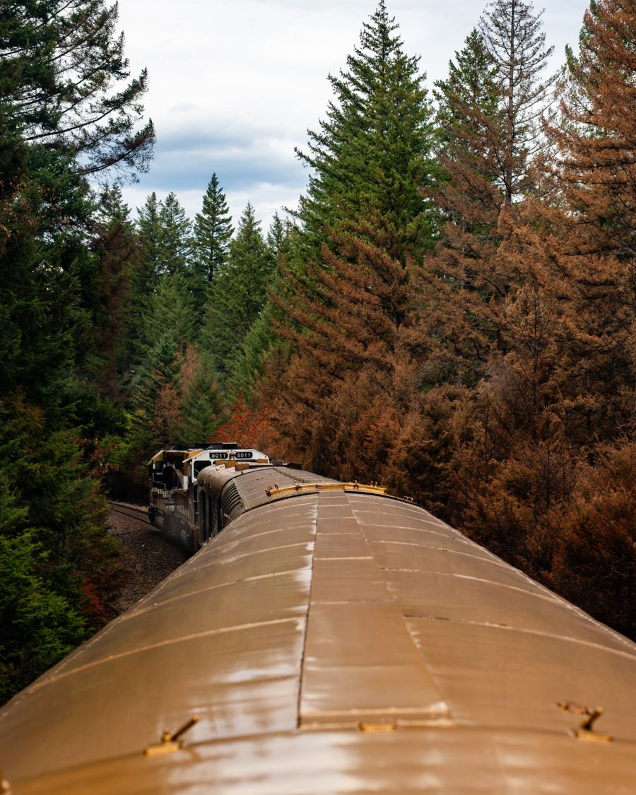 Train winding through autumn forest